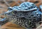  ??  ?? The endangered dusky gopher frog was once found in Louisiana but in recent decades has only existed in a single pond in Mississipp­i.