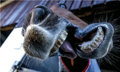  ??  ?? Gordon Elliott’s Champion Hurdle Samcro pictured at the trainer’s yard this week. Photograph: Dan Sheridan/Inpho/Rex/Shuttersto­ck