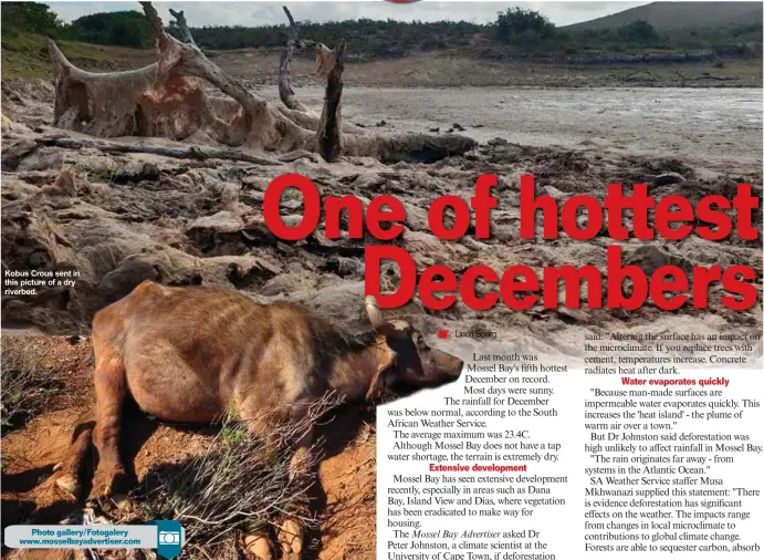  ??  ?? Kobus Crous sent in this picture of a dry riverbed. A dead buffalo cow, photograph­ed on Nico Lerm’s farm on Tuesday, 15 January.