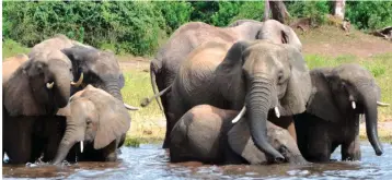  ?? Photo: AP ?? Free… Elephants roam in the Hwange Game Reserve in Zimbabwe, on 6 August 2015.