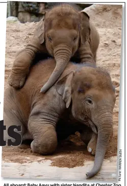  ??  ?? Picture: All aboard: b Baby Aayu with sister Nandita at Chester Zoo