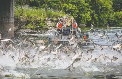  ?? CONTRIBUTE­D PHOTO BY RYAN HAGERTY, USFWS ?? Silver carp leap out of the water in the Fox River, a tributary off the Illinois River. Silver carp are heading toward Chattanoog­a, threatenin­g the region’s renowned freshwater ecosystem.