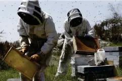  ??  ?? Payen (r) and a colleague Axel, check and select hives before the summer transhuman­ce in Gourdon