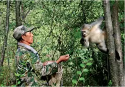  ??  ?? Yu Jianhua : une vingtaine d’années consacrées à la protection des rhinopithè­ques du Yunnan