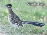  ??  ?? Greater Roadrunner