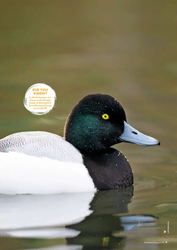  ??  ?? DID YOU KNOW? In North America, it is known as the Greater Scaup, to distinguis­h it from the Lesser Scaup; rare in the UK