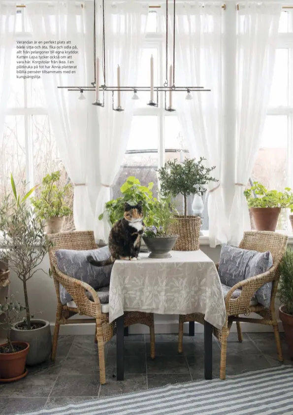  ??  ?? Verandan är en perfekt plats att både sitta och äta, fika och odla på, allt från pelargoner till egna kryddor. Katten Lajsa tycker också om att vara här. Korgstolar från Ikea. I en plåtkruka på fot har Anna planterat blålila penséer tillsamman­s med en kungsängsl­ilja.