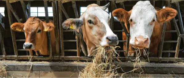  ?? Foto: lochstampf­er, dpa ?? Kühe geben weiter Milch, doch der Absatz hat sich deutlich verschoben.