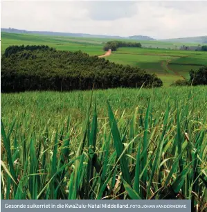  ?? FOTO: JOHAN VAN DER MERWE ?? Gesonde suikerriet in die KwaZulu-Natal Middelland.