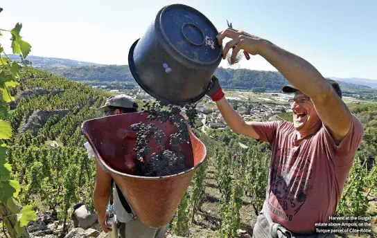  ?? ?? Harvest at the Guigal estate above Ampuis, on the Turque parcel of Côte-Rôtie