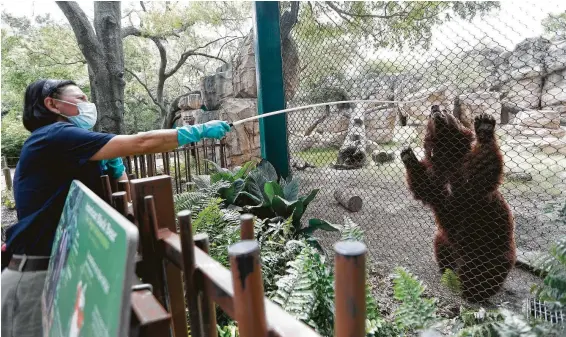  ?? Photos by Karen Warren / Staff photograph­er ?? Kathy Watkins uses a long training pole to feed fruit to Belle, an American black bear at the Houston Zoo.