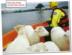  ??  ?? Rescuing sheep during heavy floods.