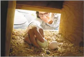  ?? Mark Boster Los Angeles Times ?? JULIE BURLEIGH, left, reaches through a trap door to retrieve eggs from the hens at her West Adams home in 2013. Chickens are permitted in most L.A. backyards.