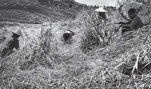  ??  ?? WOMEN in the hills of Buldon, Maguindana­o harvest the upland rice “Dinorado” the traditiona­l way. The women farmers said the harvested grains are not for commercial selling but family consumptio­n only. MindaNews photo by FERDINANDH CABRERA