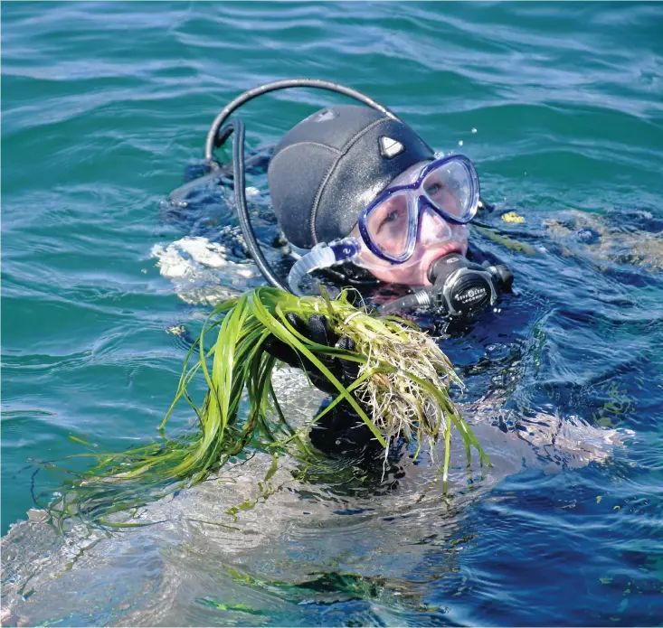  ?? Bild: Hannah Palmhagen ?? Anna Feuring från Frankfurt är en av de fyra kvinnliga dykarna som anställts för uppdraget. Här håller hon upp en bunt med ålgrässkot­t.