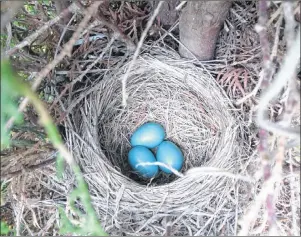  ?? SUBMITTED PHOTO ?? A bird’s nest reveals some Robin eggs. Robins and sparrows pick up coarse blades to construct the main walls of their nest, then revisit for finer-textured blades to pad the soft lining of the interior.