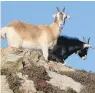  ??  ?? Wild goats in Wales