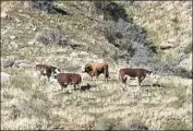  ?? Irfan Khan Los Angeles Times ?? CONSERVATI­ON groups want federal officials to get rid of the feral cattle near Whitewater Preserve.