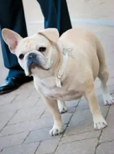  ?? Brittany Rae Photograph­y ?? French bulldog Izzie at her humans' wedding.