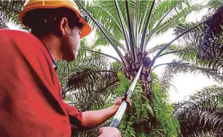  ??  ?? The Malaysian Palm Oil Board says the adoption of mechanisat­ion and automation is vital at oil palm plantation­s, which are currently facing a critical labour shortage.