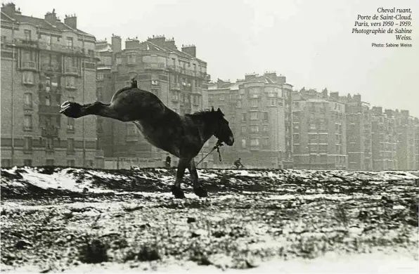  ?? Photo: Sabine Weiss ?? Cheval ruant, Porte de Saint-Cloud, Paris, vers 1950 – 1959. Photograph­ie de Sabine Weiss.