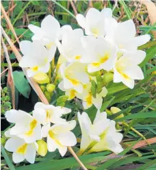  ?? / Supplied Photo ?? Freesias are one of the darlings of the spring garden.