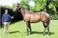  ?? Photo / Gavelhouse.com ?? Surprise Baby as an unraced three-year-old at Rich Hill Stud