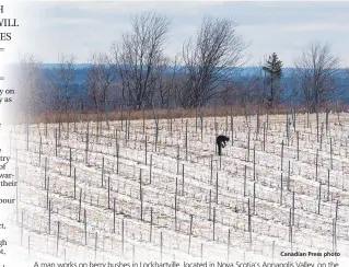  ?? Canadian Press photo ?? A man works on berry bushes in Lockhartvi­lle, located in Nova Scotia's Annapolis Valley, on the weekend. The COVID-19 pandemic has put pressure on farmers across Canada as they manage their labour force.