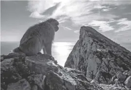  ?? Foto: dpa ?? Ein Berberaffe auf den Felsen von Gibraltar.