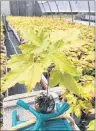  ?? SUBMITTED PHOTO ?? These plants are among more than 22,000 maple seedlings that will be planted in Cape Breton this year, thanks to the Maple Project.