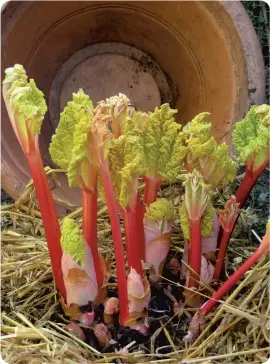  ??  ?? Rhubarb forced.