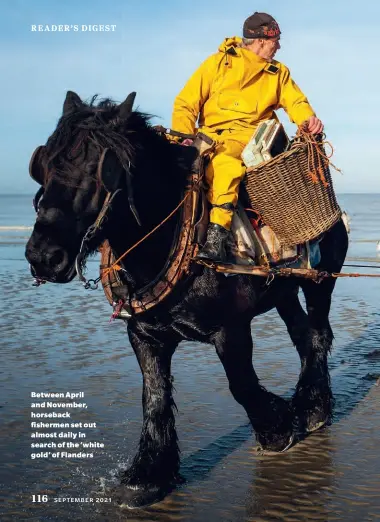  ??  ?? Between April and November, horseback fishermen set out almost daily in search of the ‘white gold’ of Flanders