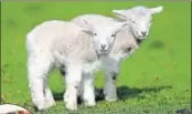  ?? GETTY IMAGES ?? Brendon McCullum and Stephen Fleming (left) are helping briing New Zealand lamb meat to India.