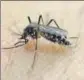  ??  ?? Zika virus infection is spread by the aedes aegyti mosquitoes, which also spreads dengue and chikunguny­a.