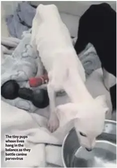  ??  ?? The tiny pups whose lives hang in the balance as they battle canine parvovirus