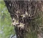  ?? ANDREW WEST/THE FORT MYERS NEWS-PRESS ?? The famous ghost orchid is one of the most sought-after species for serious collectors.