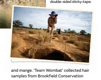  ??  ?? Faith Walker peers into a burrow entrance, where hair is collected by double-sided sticky-tape.