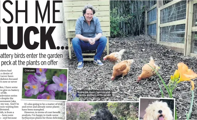  ??  ?? Crocuses
Ruling the roost: Diarmuid and the new additions to his garden