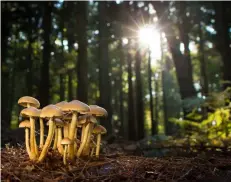  ??  ?? C’est le moment d’aller en forêt : la saison du champignon sera exceptionn­elle cette année