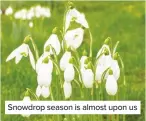  ??  ?? Snowdrop season is almost upon us