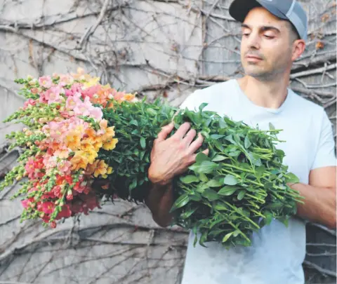  ??  ?? Antonio Valente with fresh-cut snapdragon­s grown on his flower farm in Thornhill. He can’t grow enough to meet demand. ANTONIA VALENTE