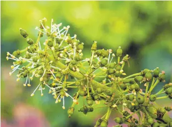  ?? FOTO: PETER ZSCHUNKE/DPA ?? Rebblüte: Nach einem kalten Frühling berichten Winzer von einer explodiere­nden Vegetation.