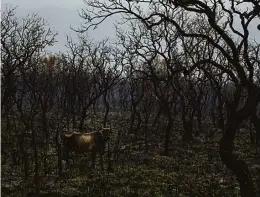  ?? Lalo de Almeida/folhapress ?? Tamanho dos rebanhos nos municípios do Pantanal está associado positivame­nte com a quantidade de focos registrado­s