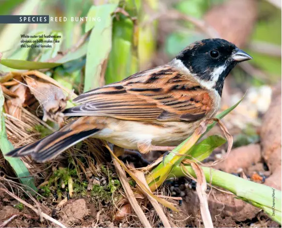  ??  ?? White outer tail feathers are obvious on both males (like this bird) and females