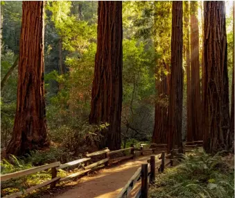  ??  ?? BELOW
RIGHT
Redwoods in Muir Woods National Monument
The Golden Gate Bridge at sunset, seen from Marin Headlands