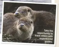  ??  ?? Take the opportunit­y to track otters with experience­d guides.