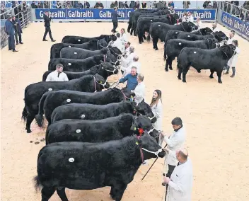  ?? ?? Big line up Aberdeen-angus prepare for the judging