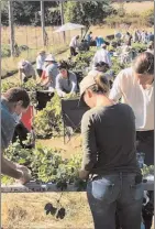  ??  ?? Volunteers pick hops at this year’s one-day harvest on Pender Island.