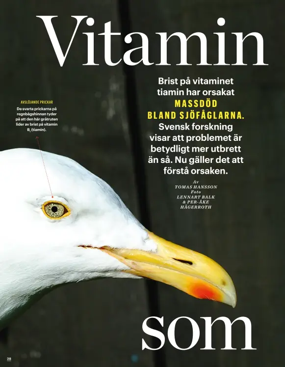  ??  ?? AVSLÖJANDE PRICKAR
De svarta prickarna på regnbågshi­nnan tyder på att den här gråtruten lider av brist på vitamin B (tiamin). 1