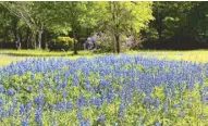  ??  ?? Delightful blooms of Texas Bluebonnet­s found in prairies in Tyler.